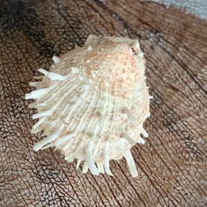 Vintage spiky shell spiny Spondylus Butleri thorny oyster seashell curiosity 3 inch