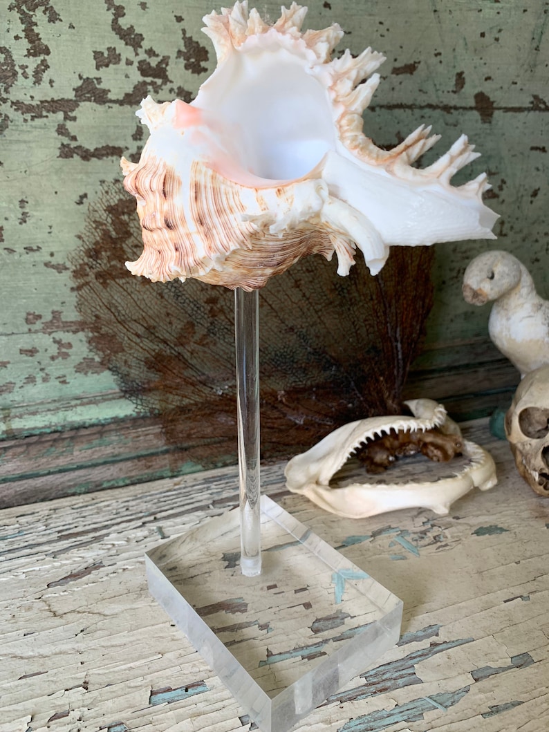 Vintage Shell on Stand Mounted Murex Seashell on Lucite Etsy