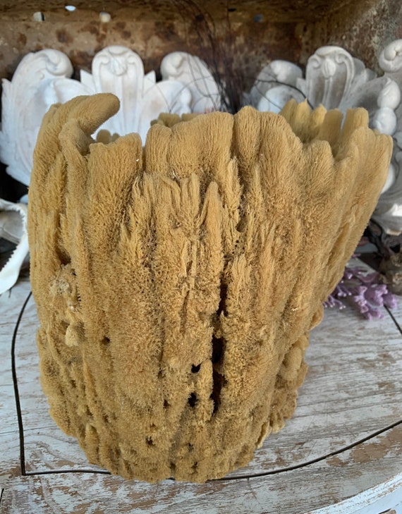 12 Natural Sea Sponge for Crafts, 5 Inch to 7 Inch / 1 Flat Side / Crafts,  Painting, Vase Fillers, Shadow Boxes, Beach Decor, 12 of SP-1 