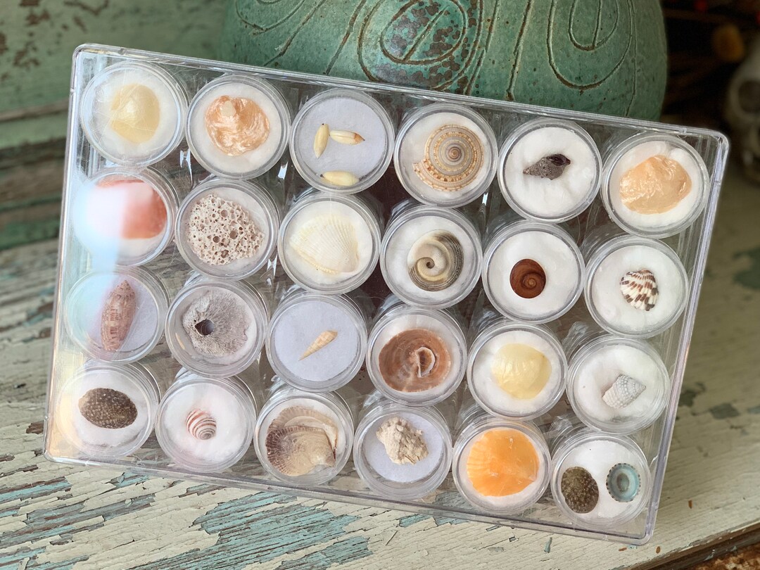 Sea Shell Collection Box Vintage Seashell Collection Shell Specimen Box Plastic Case - Etsy