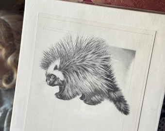 Ilustración original vintage de Mary Baker: dibujo de un puercoespín.