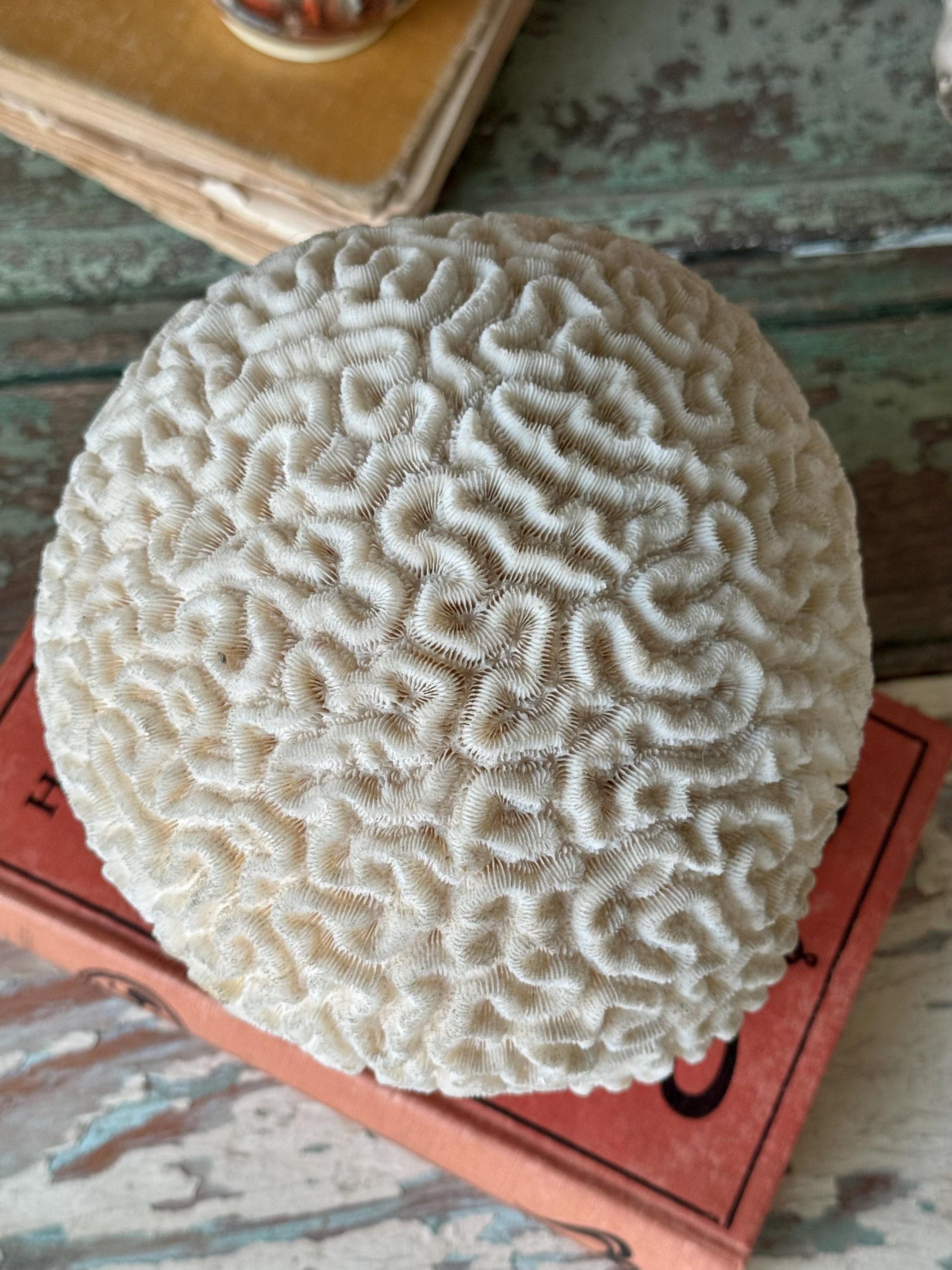 Vintage Brain Coral Real Mounted Shell Specimen Oddity Curiosity - Etsy