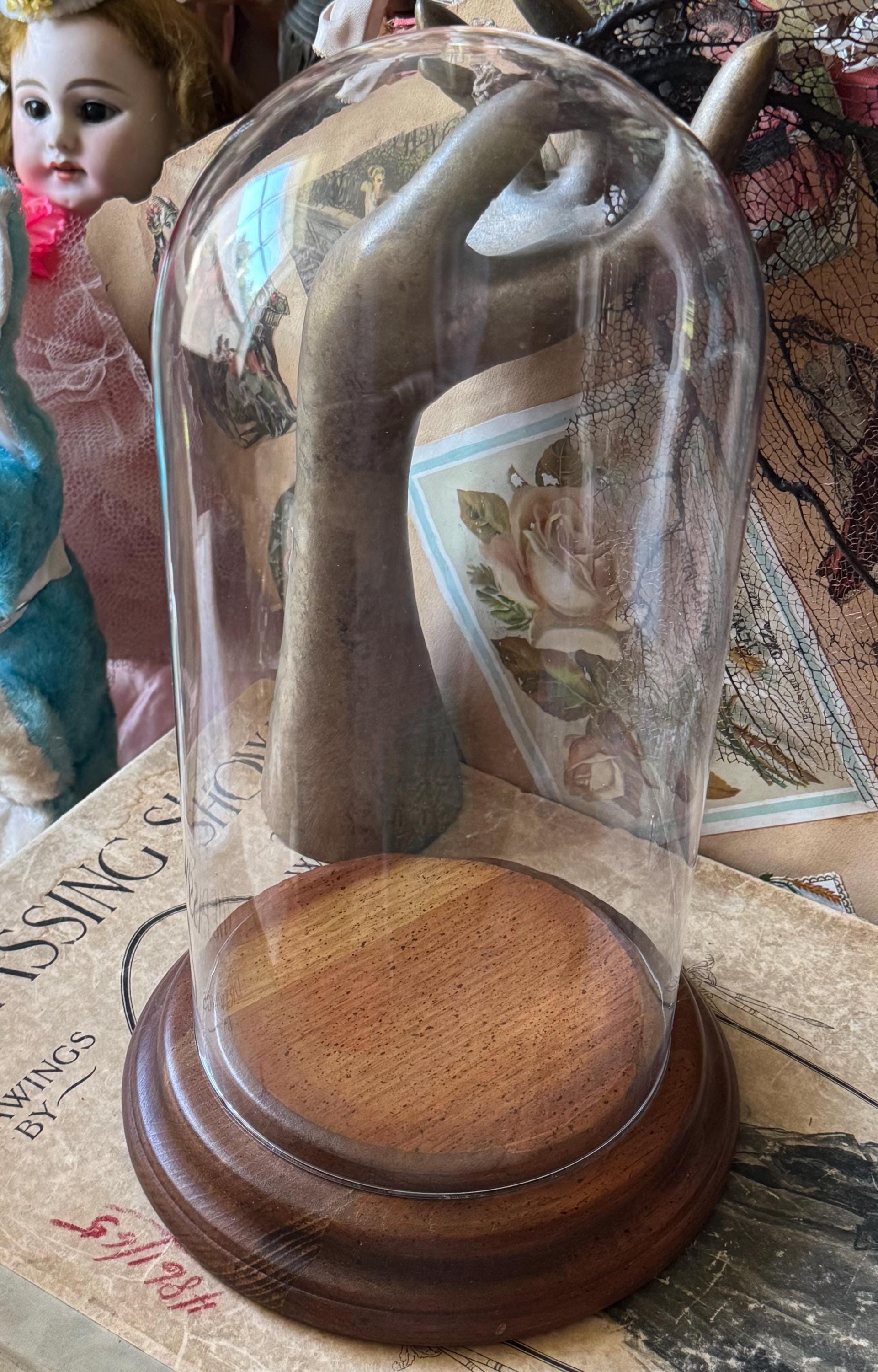 Vintage Glass Display Dome Wood Base Curiosity Cloche - Etsy