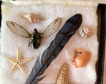 Insect Collection Box - Etsy