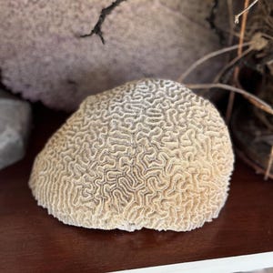 May include: A beige, brain-shaped coral specimen with a textured surface. The coral is displayed on a dark brown surface, with other coral pieces and a wire cage in the background. The coral is approximately 4 inches in diameter.