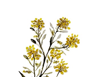 A Watercolor Print of the Mustard See Plant, Israel.