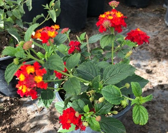 Lantana - planta de 1 galón