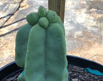 Lophocereus Schottii Monstrosus 'Totem Pole Cactus'   6"-10" tall