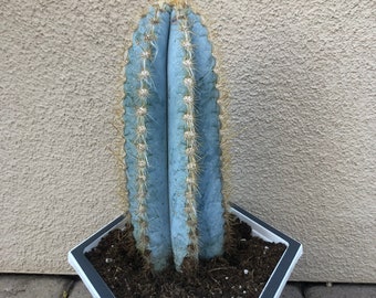 Pilosocereus Azureus  - Blue Torch Cactus - 6" - 10" tall