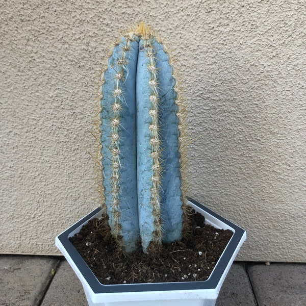 Pilosocereus Azureus - Blauer Fackel-Kaktus - 18cm - 10cm groß