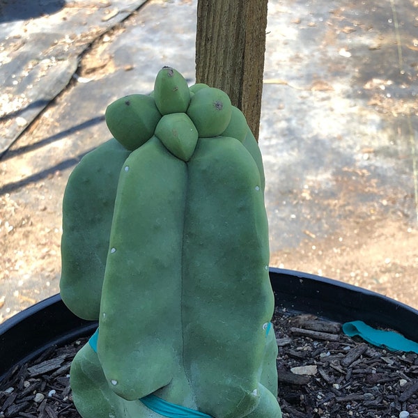 Lophocereus Schottii Monstrosus 'Totem Pole Cactus'   6"-10" tall