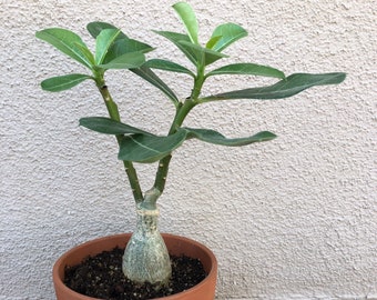 Adenium obesum - Rose du désert - 6" de haut