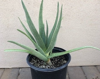 Aloe Hercules 5 Gallon