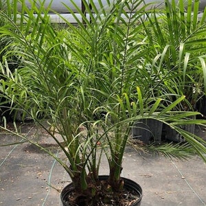 Pygmy Date Palm - Phoenix Roebelinii - 5 Gallon