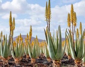 Aloe Vera 4 inch
