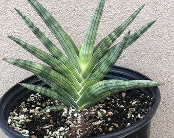 Sansevieria Cylindrica  'StarFish'  5 gallon