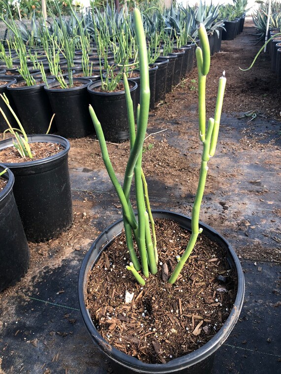 Euphorbia lomelii, Pedilanthus macrocarpus, Slipper Plant, Gallito