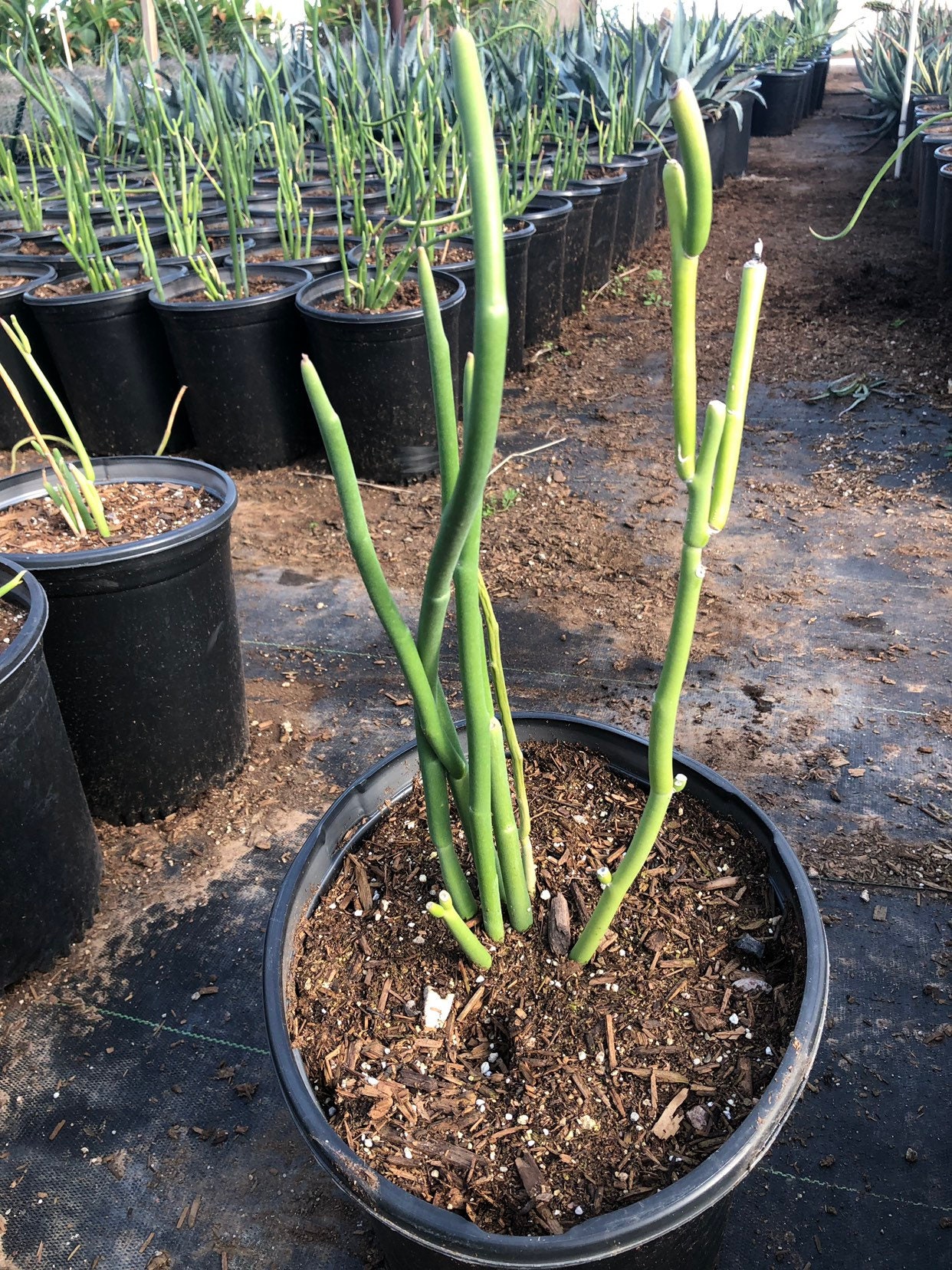 Pedilanthus macrocarpus (Lady's Slipper) | Green Things Nursery