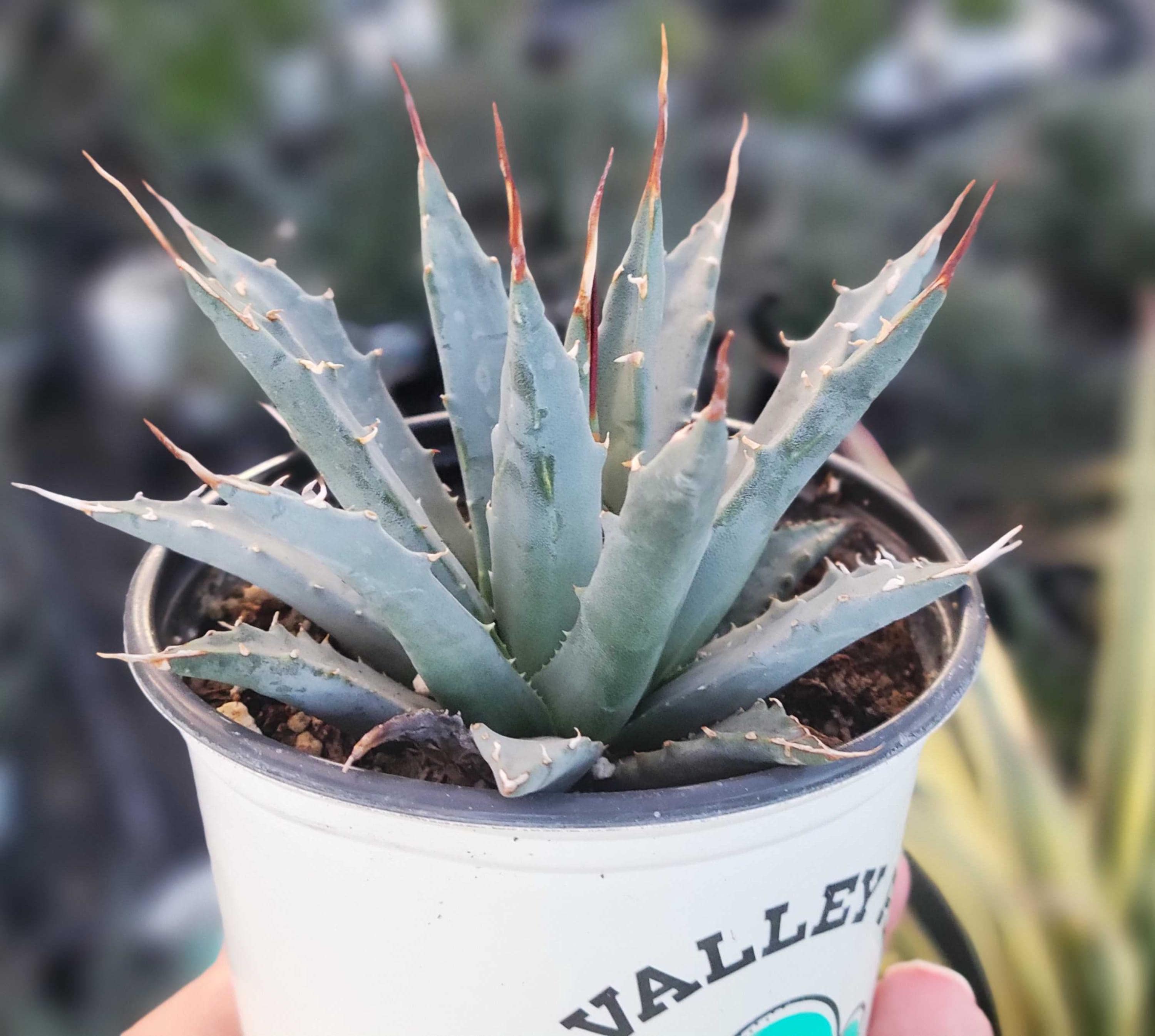 Agave Utahensis Eborispina - Etsy