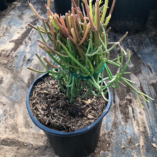 Euphorbia tirucalli "Firestick" - 5 Gallon