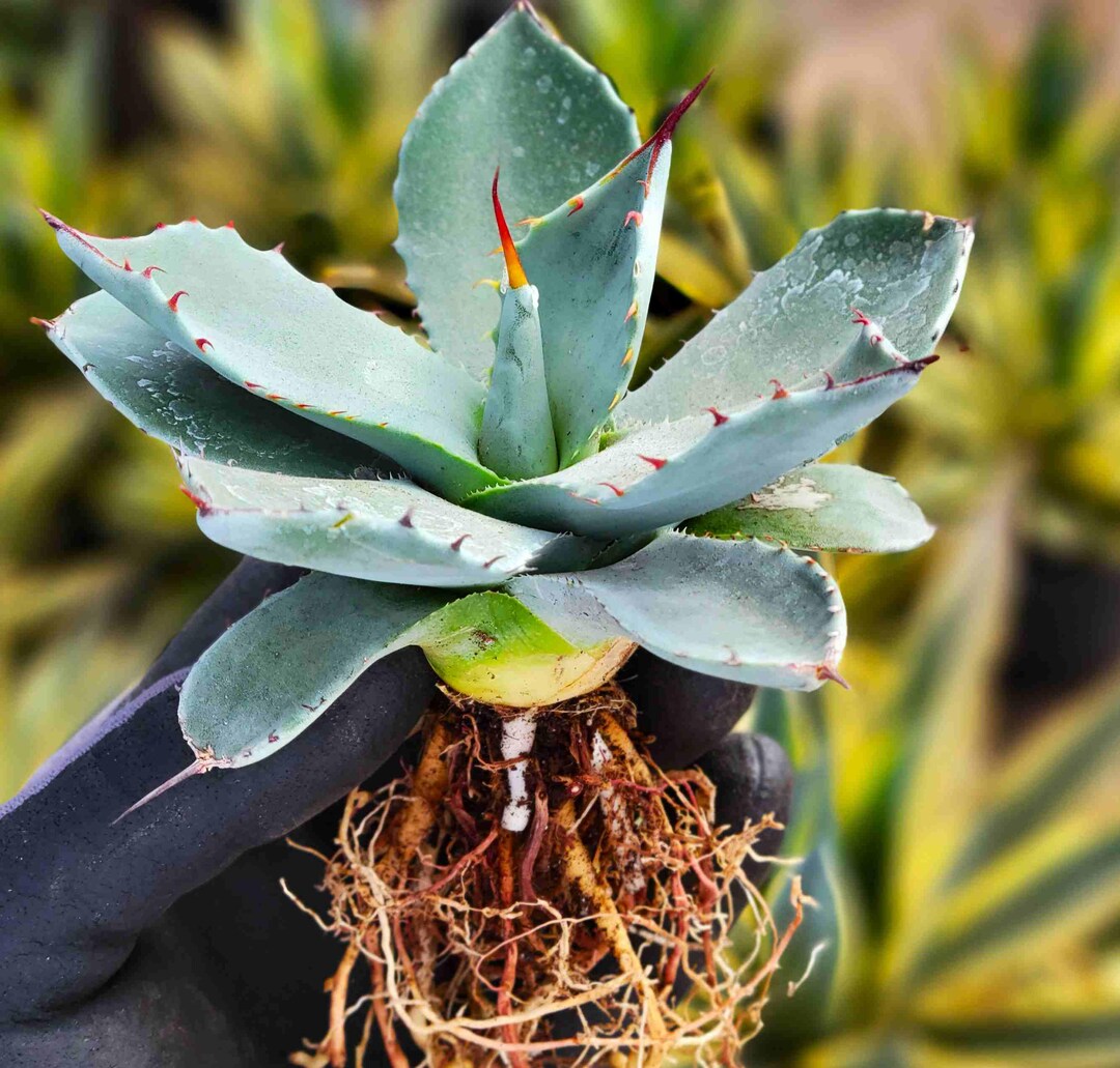Agave Parryi V. Truncata 3.5in. Starter Plant - Etsy