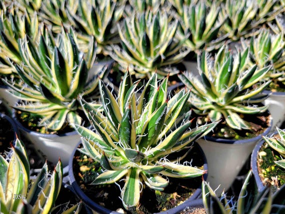 Agave schidigera ´ Flush´ 19 【公式通販】