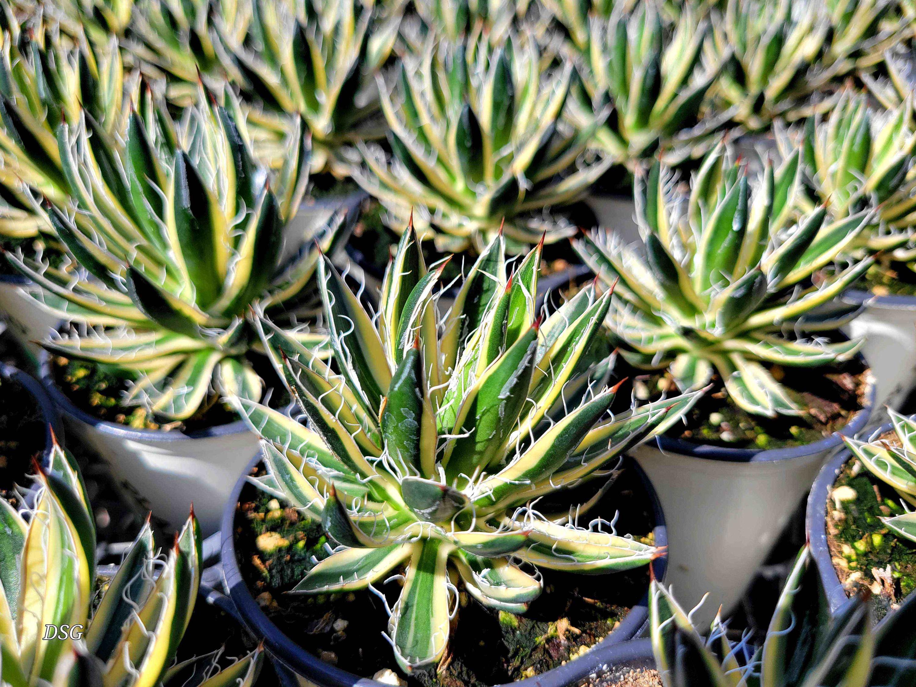 フラワー・ガーデニング Agave schidigera ' Flush' 19 フラワー・ガーデニング Agave schidigera ' Flush' 19 Agave-Royal