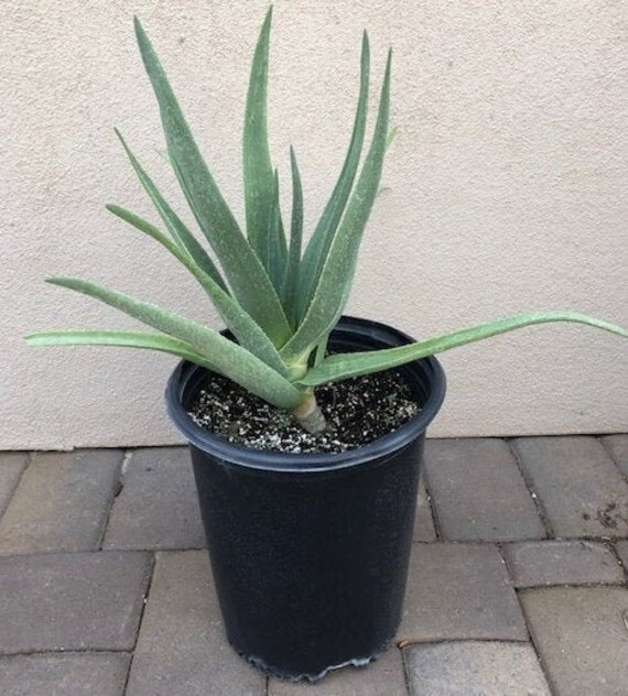 アロエ・ヘラクレス5号 小売業者 アロエ ヘラクレス 特選メリクロン苗