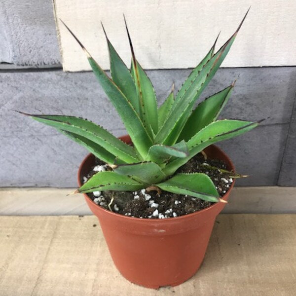 Agave Blue Glow 4"