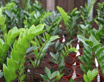 Zamioculcas zamiifolia - ZZ Plant - 6in pot