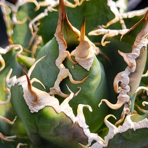 Agave Oteroi - Etsy