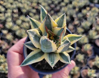 Agave Oteroi/titanota Seedling. Seed From Oaxaca, MX (EXACT Agave Oteroi/titanota Seedling. Seed From Oaxaca, MX (EXACT