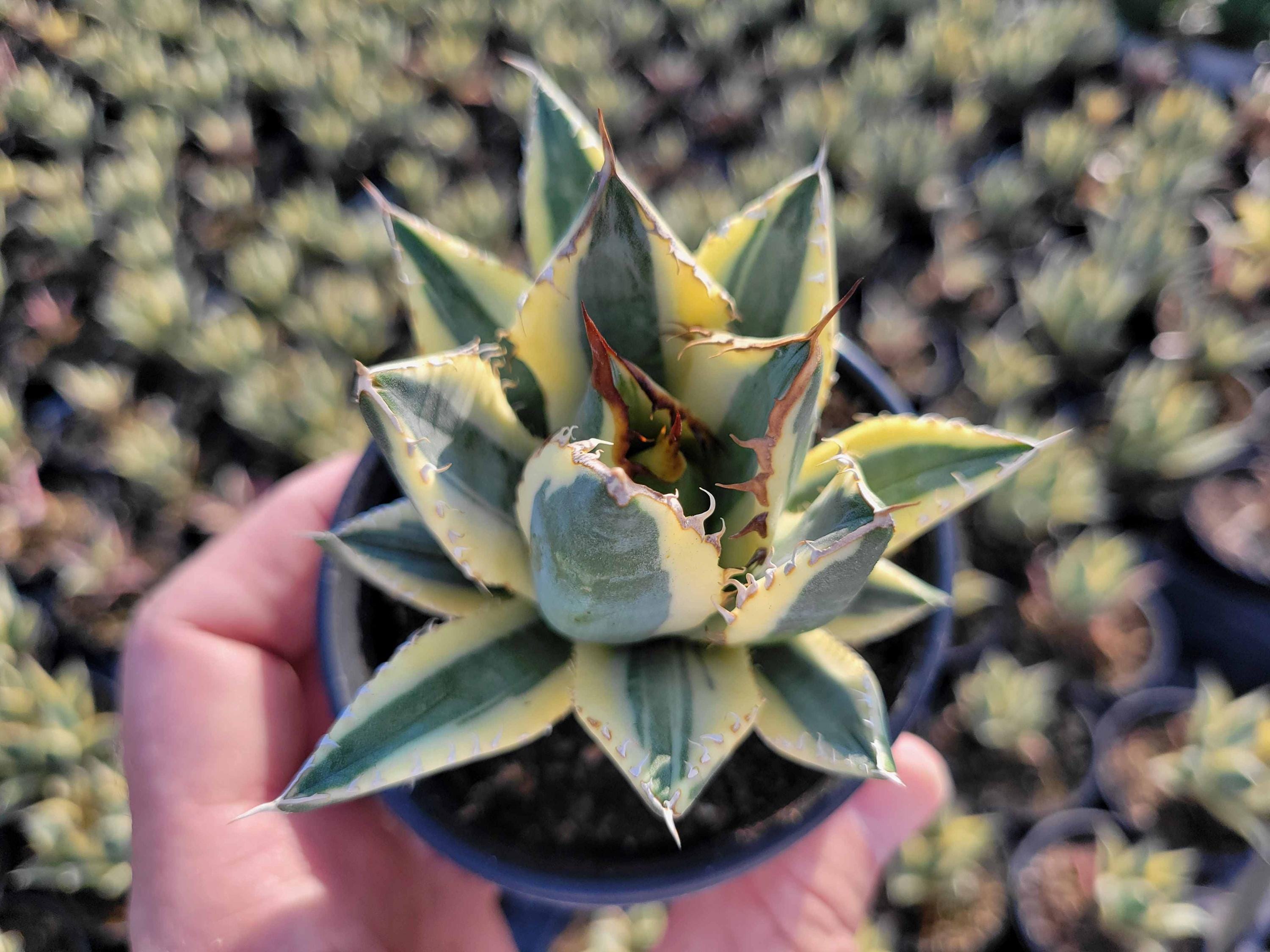 Agave Oteroi - Etsy Agave Oteroi - Etsy