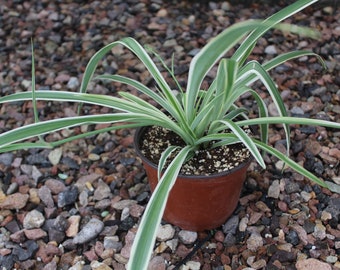 Chlorophytum Comosum - Spider Plant - 4in pot