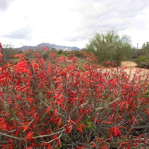 May include: A desert plant featuring numerous thin, tubular, bright red flowers blooming on slender, woody stems. The plant is situated in an arid landscape with sandy soil, sparse green shrubs, and distant mountains under a cloudy sky.