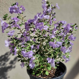 May include: A potted Texas Lilac plant with vibrant purple flowers and green foliage. The plant is in a black plastic pot, set against a neutral-toned wall. The flowers are in full bloom, creating a lush and colorful display.
