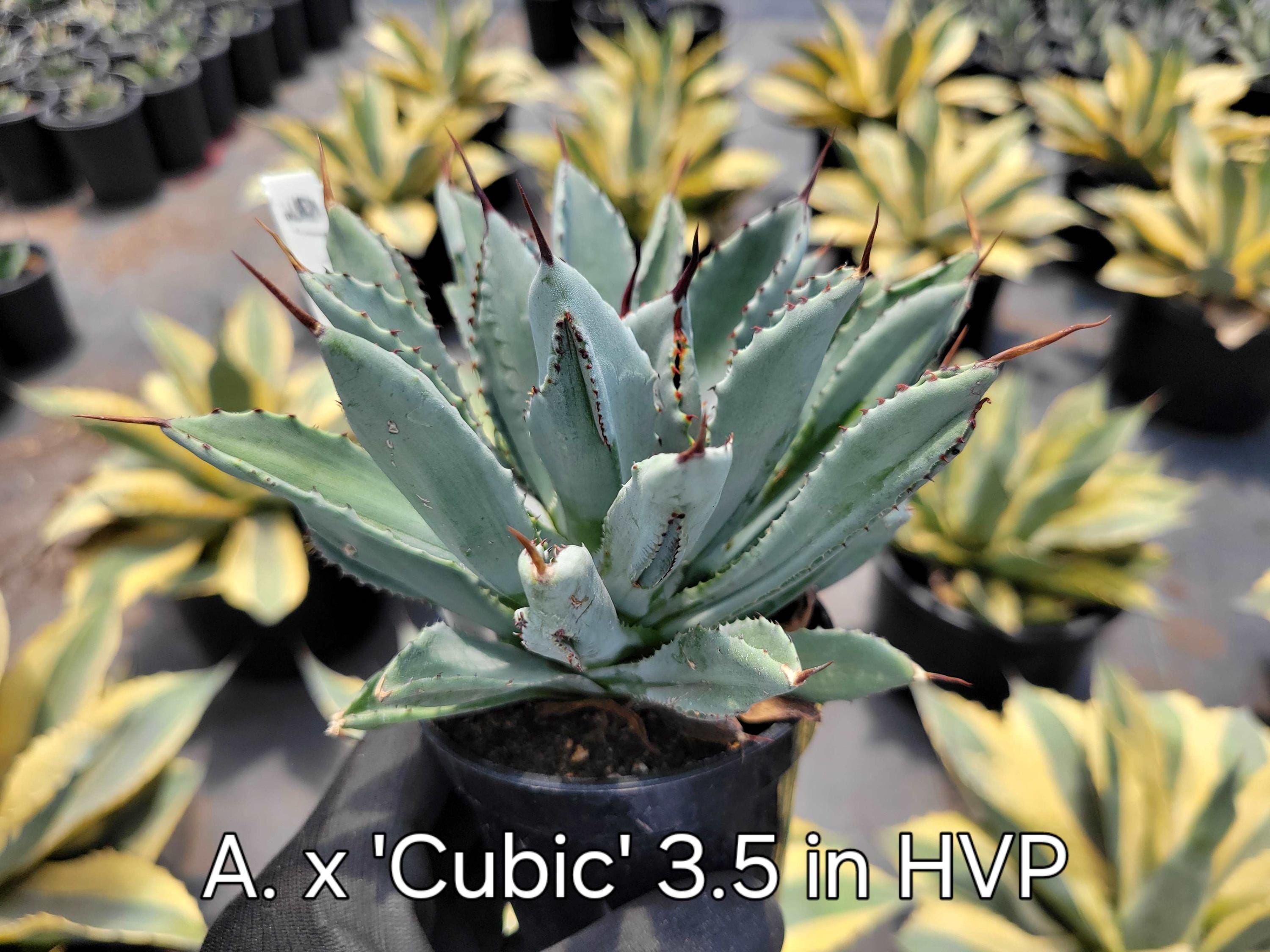 Agave Potatorum Hybrid 'cubic' 3.5 In. Pot - Etsy