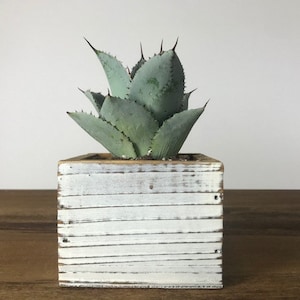 Agave Pygmae "Dragon Toes" 4 inch