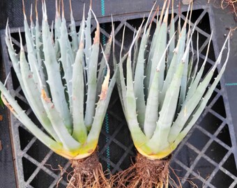 Agave Utahensis V. Eborispina - Lg., Bare Root - Etsy