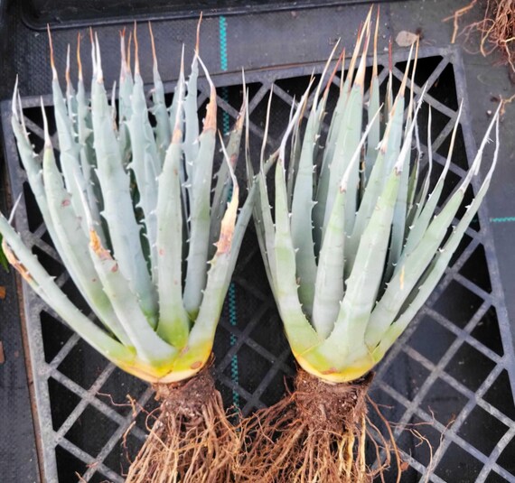 Agave Utahensis V. Eborispina - Lg., Bare Root - Etsy