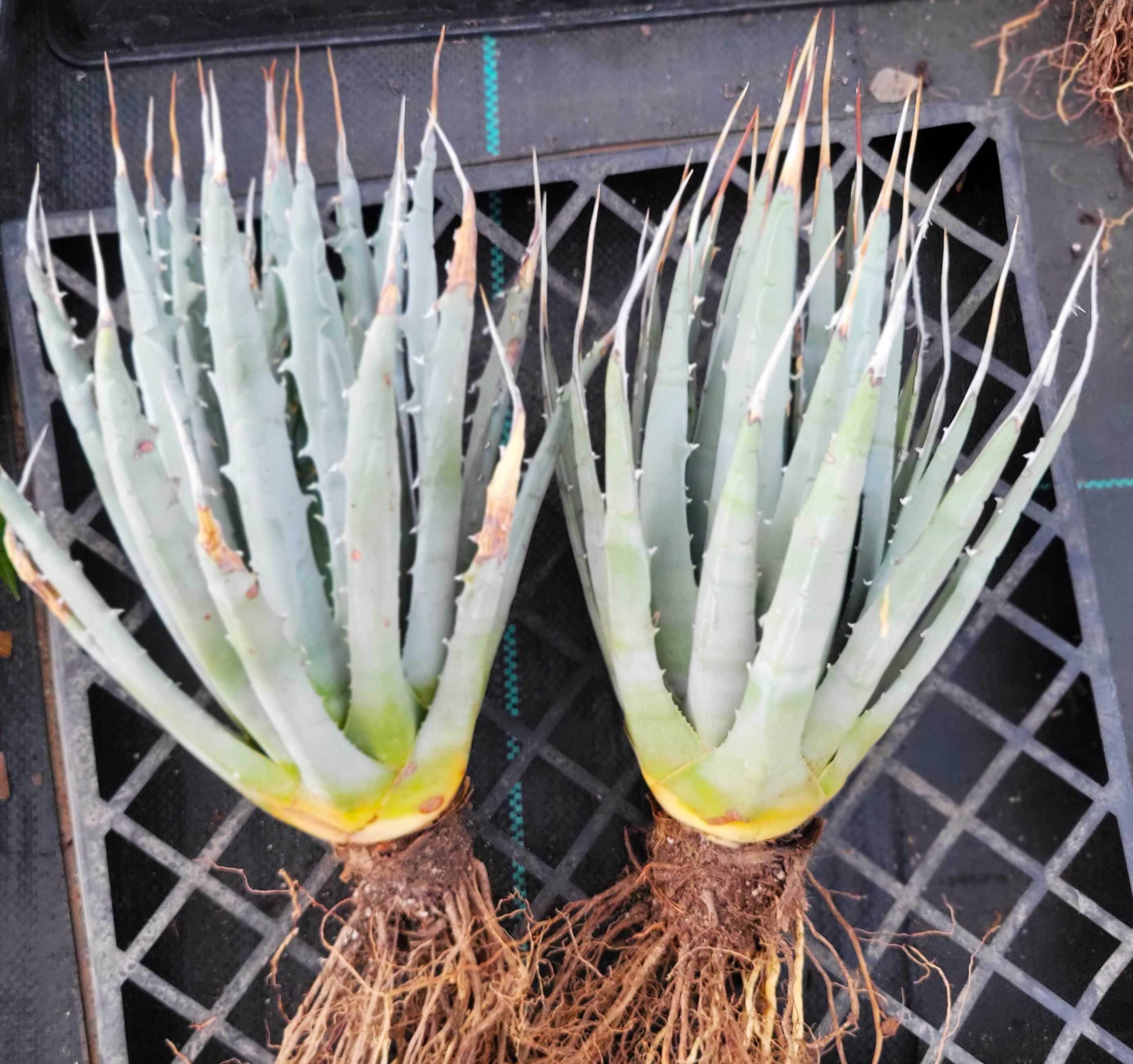 Agave Utahensis V. Eborispina - Lg., Bare Root - Etsy