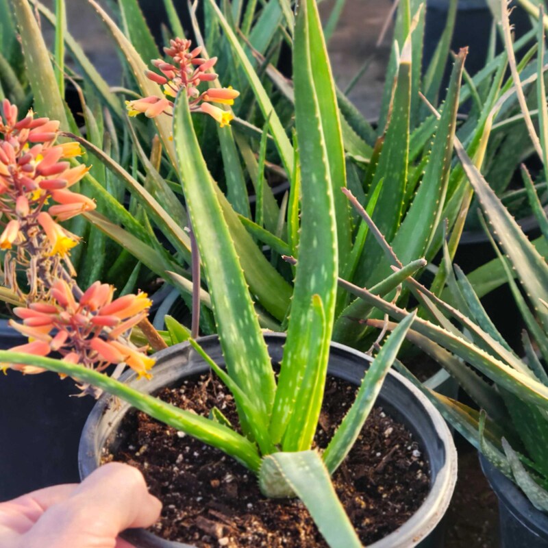 Aloe Hybrid - Etsy