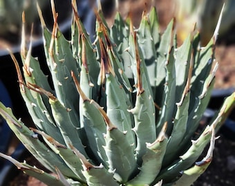 Agave Utahensis V. Eborispina - 5gal. Size (shipped Bare Root) - Etsy