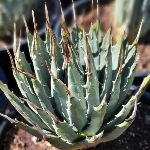 Agave Utahensis V. Eborispina - Lg Plant - Etsy