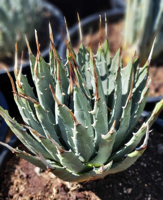 Agave Utahensis V. Eborispina - Lg Plant - Etsy