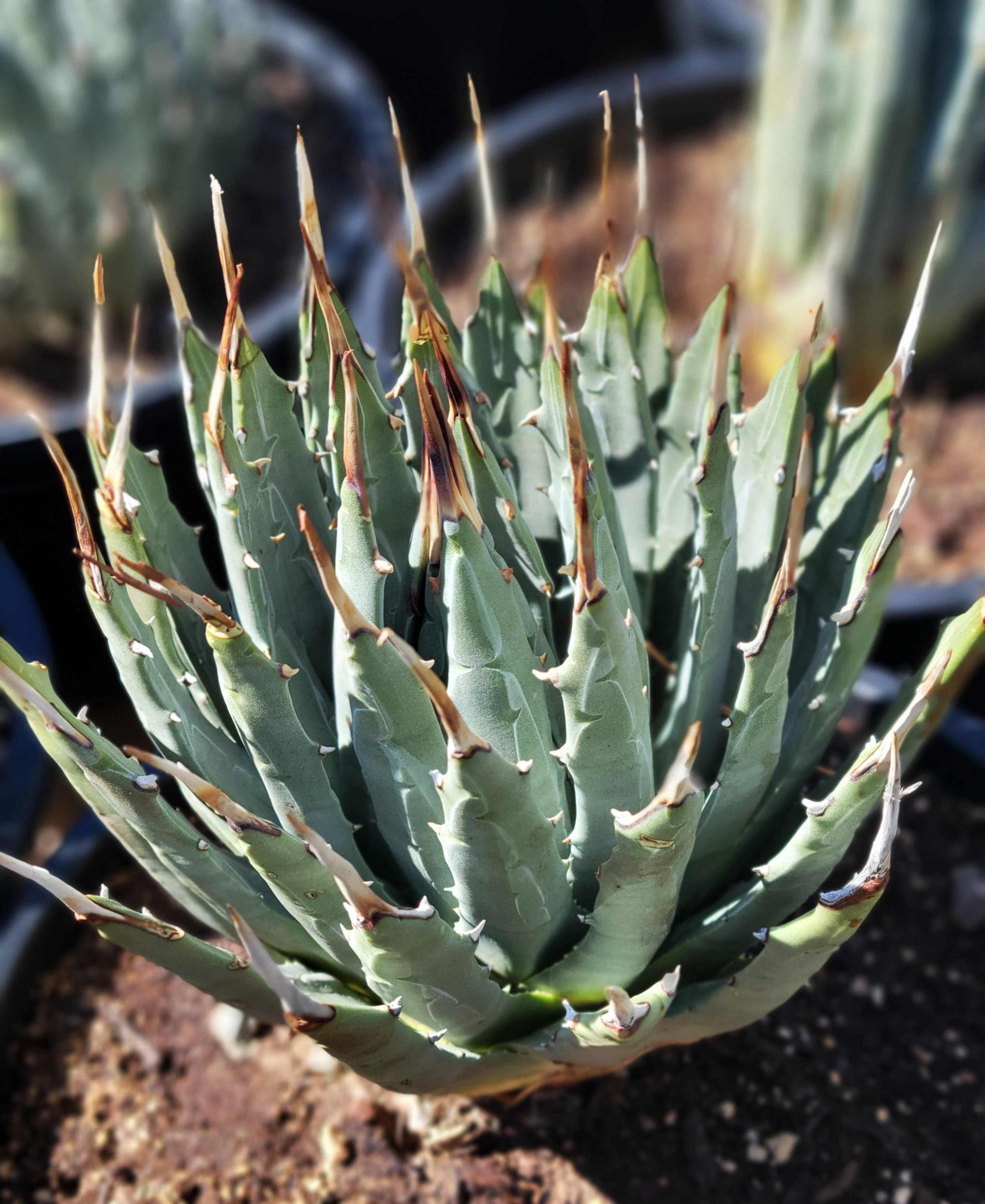 Agave Utahensis V. Eborispina - 5gal. Size (shipped Bare Root) - Etsy