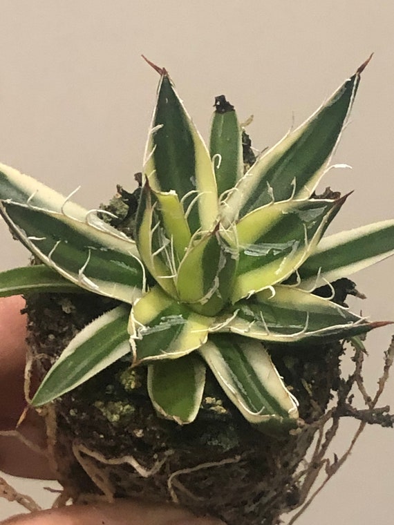 Agave Schidigera 'Royal Flush'