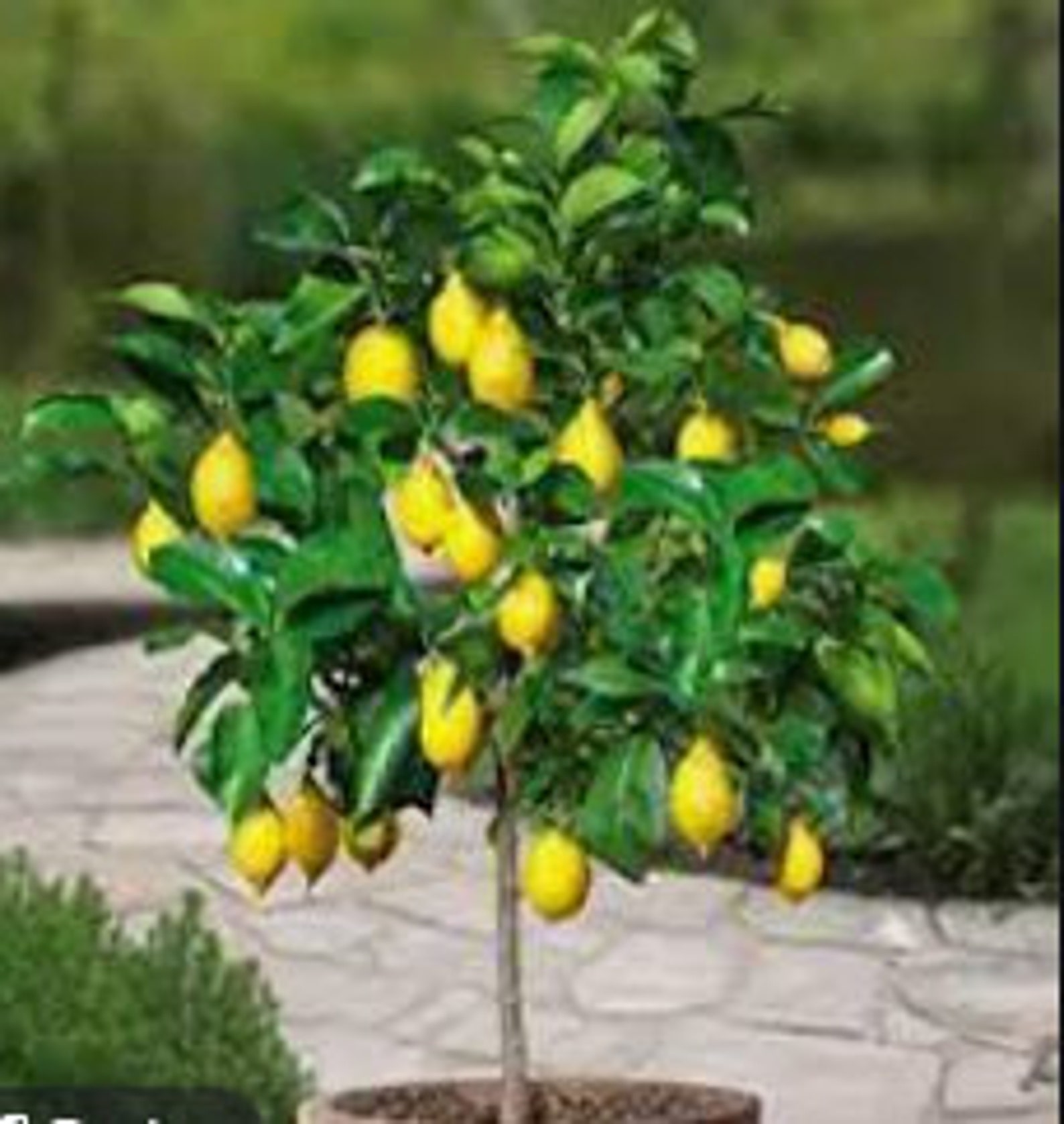 Lisbon Lemon Tree 23 Feet Tall Free Shipping Etsy