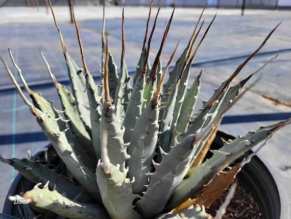 Agave Utahensis V. Eborispina - 5gal. Size (shipped Bare Root
