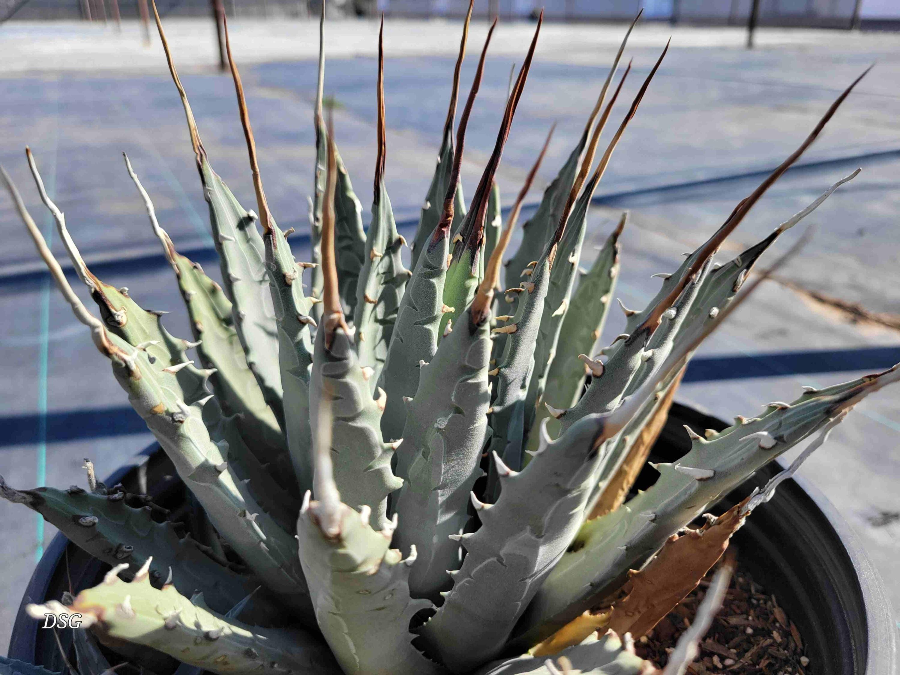 Agave Utahensis V. Eborispina - Etsy